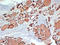 Thyroid peroxidase antibody, LS-B16165, Lifespan Biosciences, Immunohistochemistry frozen image 