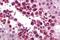 SLAIN Motif Family Member 2 antibody, A11030, Boster Biological Technology, Immunohistochemistry frozen image 