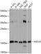 Achaete-Scute Family BHLH Transcription Factor 4 antibody, 15-543, ProSci, Western Blot image 