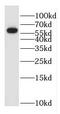 Putative glycerol kinase 3 antibody, FNab03470, FineTest, Western Blot image 