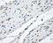 Nitrilase Family Member 2 antibody, GTX84040, GeneTex, Immunohistochemistry paraffin image 