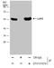 Proline aminopeptidase antibody, GTX131074, GeneTex, Immunoprecipitation image 