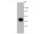Inhibitor Of Nuclear Factor Kappa B Kinase Regulatory Subunit Gamma antibody, NBP2-66904, Novus Biologicals, Western Blot image 