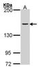 DNA Topoisomerase II Alpha antibody, PA5-27248, Invitrogen Antibodies, Western Blot image 