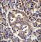 Sphingolipid Transporter 3 (Putative) antibody, LS-C161465, Lifespan Biosciences, Immunohistochemistry frozen image 