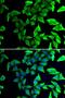Visinin Like 1 antibody, orb373520, Biorbyt, Immunofluorescence image 