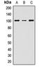 SRY-Box 30 antibody, orb411879, Biorbyt, Western Blot image 