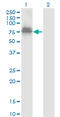 Zinc Finger Protein 23 antibody, LS-C198461, Lifespan Biosciences, Western Blot image 