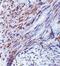 Tripartite Motif Containing 5 antibody, PA5-20051, Invitrogen Antibodies, Immunohistochemistry frozen image 