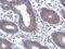 Ectonucleoside Triphosphate Diphosphohydrolase 7 antibody, NBP2-16343, Novus Biologicals, Immunohistochemistry paraffin image 
