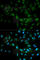 Mitogen-Activated Protein Kinase 7 antibody, A2111, ABclonal Technology, Immunofluorescence image 