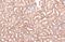 NADPH Oxidase 1 antibody, GTX103888, GeneTex, Immunohistochemistry paraffin image 