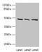 Hydroxysteroid Dehydrogenase Like 2 antibody, CSB-PA761576LA01HU, Cusabio, Western Blot image 