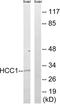 SAP domain-containing ribonucleoprotein antibody, LS-C824350, Lifespan Biosciences, Western Blot image 