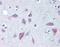 Wnt Family Member 8B antibody, NBP1-39604, Novus Biologicals, Immunohistochemistry paraffin image 