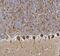 Ubiquitin C-Terminal Hydrolase L1 antibody, PA5-29012, Invitrogen Antibodies, Immunohistochemistry frozen image 