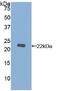 Matrix Metallopeptidase 12 antibody, LS-C298560, Lifespan Biosciences, Western Blot image 