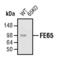 Amyloid Beta Precursor Protein Binding Family B Member 1 antibody, PA5-17432, Invitrogen Antibodies, Western Blot image 