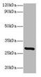 Indolethylamine N-Methyltransferase antibody, LS-C285541, Lifespan Biosciences, Western Blot image 