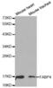 Fatty Acid Binding Protein 4 antibody, abx000617, Abbexa, Western Blot image 