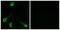 Olfactory Receptor Family 52 Subfamily E Member 4 antibody, PA5-39835, Invitrogen Antibodies, Immunofluorescence image 