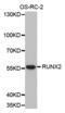 Runt-related transcription factor 2 antibody, abx002106, Abbexa, Western Blot image 