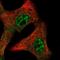 Interleukin 15 antibody, NBP2-55162, Novus Biologicals, Immunofluorescence image 
