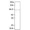 DnaJ Heat Shock Protein Family (Hsp40) Member B1 antibody, SPC-184D-HRP, StressMarq, Western Blot image 