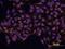 GLI Family Zinc Finger 3 antibody, AF3690, R&D Systems, Immunocytochemistry image 