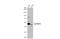 Protein Arginine Methyltransferase 2 antibody, GTX103749, GeneTex, Western Blot image 