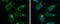 Ornithine Aminotransferase antibody, GTX103893, GeneTex, Immunofluorescence image 