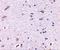 Syntaphilin antibody, GTX85397, GeneTex, Immunohistochemistry paraffin image 