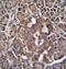 Rbpl antibody, PA5-35099, Invitrogen Antibodies, Immunohistochemistry frozen image 