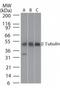 Tubulin antibody, TA336361, Origene, Western Blot image 