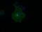 Fc Fragment Of IgG Receptor IIa antibody, GTX84509, GeneTex, Immunofluorescence image 