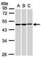 Basic Leucine Zipper And W2 Domains 2 antibody, PA5-21808, Invitrogen Antibodies, Western Blot image 