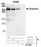 Senataxin antibody, NB100-57542, Novus Biologicals, Immunoprecipitation image 