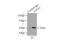Cleavage Stimulation Factor Subunit 1 antibody, 15537-1-AP, Proteintech Group, Immunoprecipitation image 