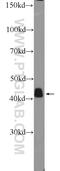 Actin Alpha 2, Smooth Muscle antibody, 55135-1-AP, Proteintech Group, Western Blot image 