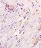 Gem Nuclear Organelle Associated Protein 2 antibody, orb11371, Biorbyt, Immunohistochemistry paraffin image 