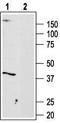 Adenosine receptor A3 antibody, TA328606, Origene, Western Blot image 
