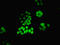 Methionine Adenosyltransferase 2A antibody, LS-C396952, Lifespan Biosciences, Immunofluorescence image 