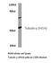 Tubulin Gamma 1 antibody, LS-C176360, Lifespan Biosciences, Western Blot image 