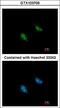 Replication Factor C Subunit 3 antibody, NBP2-20134, Novus Biologicals, Immunofluorescence image 