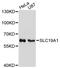 Folate transporter 1 antibody, STJ114685, St John