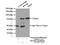 Dynein Axonemal Intermediate Chain 2 antibody, 17533-1-AP, Proteintech Group, Immunoprecipitation image 