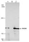 RAD50 Double Strand Break Repair Protein antibody, GTX119732, GeneTex, Immunoprecipitation image 