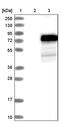 Nectin Cell Adhesion Molecule 4 antibody, PA5-52738, Invitrogen Antibodies, Western Blot image 