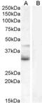 Wnt Family Member 4 antibody, NB100-1006, Novus Biologicals, Western Blot image 