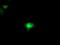 Q02769 antibody, TA503470, Origene, Immunofluorescence image 